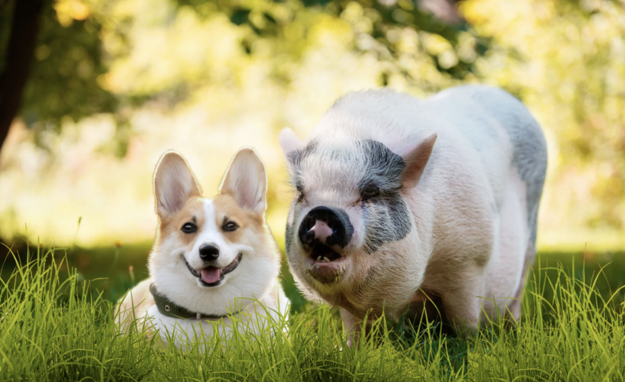 Are pigs just like dogs